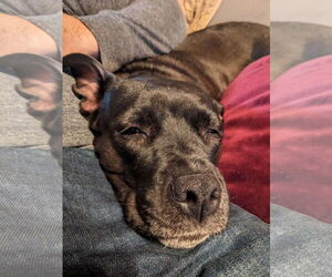American Pit Bull Terrier-Unknown Mix Dogs for adoption in Germantown, OH, USA