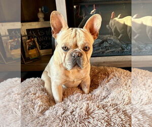 French Bulldog Dogs for adoption in St. Louis Park, MN, USA