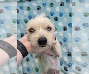 Mutt Dogs for adoption in Chico, CA, USA