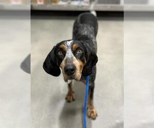 Bluetick Coonhound Dogs for adoption in Forestville, MD, USA