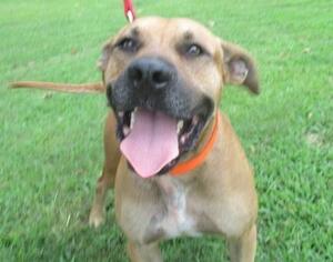American Staffordshire Terrier-Black Mouth Cur Mix Dogs for adoption in Ozark, AL, USA