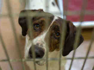 Pointer Dogs for adoption in Martinez, CA, USA