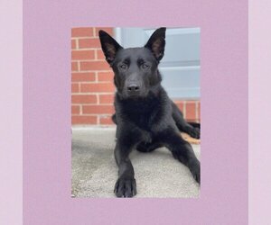 German Shepherd Dog-Unknown Mix Dogs for adoption in New Albany, OH, USA