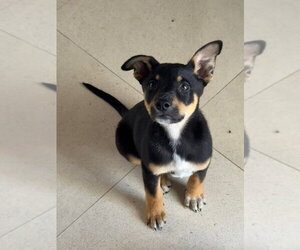 Mutt Dogs for adoption in Dana Point, CA, USA