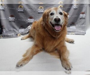 Golden Retriever Dogs for adoption in Burbank, CA, USA