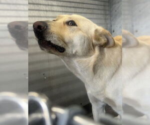 German Shepherd Dog-Unknown Mix Dogs for adoption in San Bernardino, CA, USA