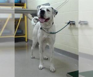 American Bulldog-Unknown Mix Dogs for adoption in Denver, CO, USA