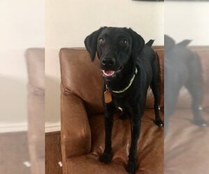 German Shorthaired Lab Dogs for adoption in Denton, TX, USA