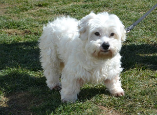Medium Photo #1 Coton de Tulear Puppy For Sale in Akron, OH, USA
