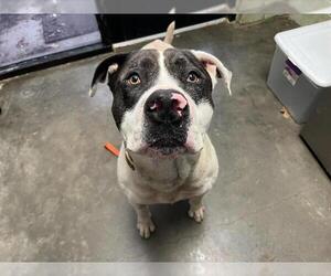 Mastiff-Unknown Mix Dogs for adoption in Tulsa, OK, USA