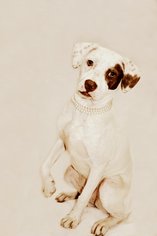 Medium Photo #1 Pointer-Unknown Mix Puppy For Sale in Brighton, TN, USA