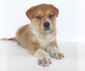 Border Collie Dogs for adoption in Fredericksburg, TX, USA