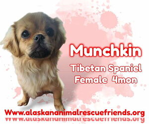 Tibetan Spaniel-Unknown Mix Dogs for adoption in Anchorage, AK, USA