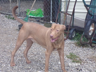 Labrador Retriever-Rhodesian Ridgeback Mix Dogs for adoption in JAMESTOWN, TN, USA