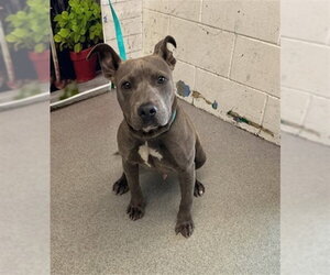 Mutt Dogs for adoption in San Bernardino, CA, USA