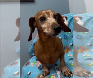 Dachshund Dogs for adoption in Weston, FL, USA