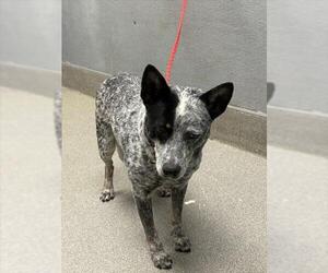 Mutt Dogs for adoption in Las Vegas, NV, USA