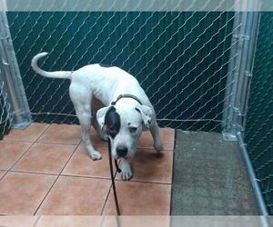 American Pit Bull Terrier Dogs for adoption in Downey, CA, USA