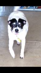 Rat Terrier Dogs for adoption in Woodstock, IL, USA