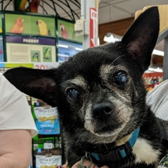 Chihuahua Dogs for adoption in Bealeton, VA, USA