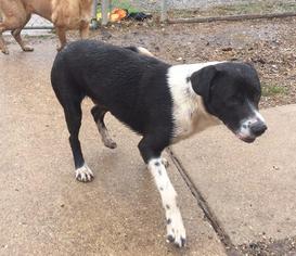 Collie-Unknown Mix Dogs for adoption in Lonsdale, AR, USA