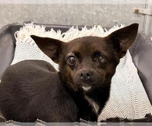 Chihuahua Dogs for adoption in HESPERIA, CA, USA