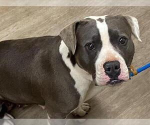 American Pit Bull Terrier Dogs for adoption in Pasadena, CA, USA