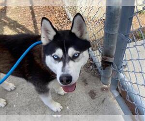 Siberian Husky Dogs for adoption in Martinez, CA, USA