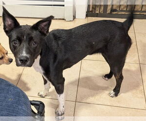 Labrador Retriever-Unknown Mix Dogs for adoption in Aurora, CO, USA