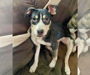 Rat Terrier-Unknown Mix Dogs for adoption in Minneapolis, MN, USA