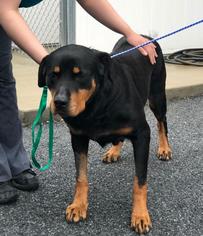 Rottweiler Dogs for adoption in Lancaster, PA, USA