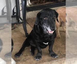 Basschshund Dogs for adoption in Boerne, TX, USA
