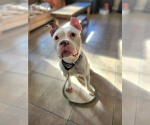 Free-Lance Bulldog Dogs for adoption in Oro Medonte, Ontario, Canada