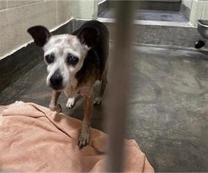 Chihuahua Dogs for adoption in Upland, CA, USA