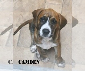 Plott Hound Dogs for adoption in Sanford, FL, USA