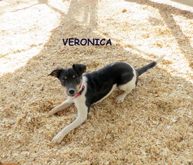 Jack-Rat Terrier Dogs for adoption in Granbury, TX, USA