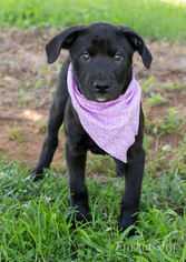 Labrottie Dogs for adoption in Alpharetta, GA, USA