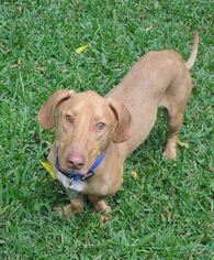 Basschshund Dogs for adoption in Dallas, TX, USA