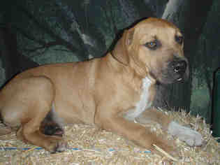 Mastiff Dogs for adoption in Beverly Hills, CA, USA
