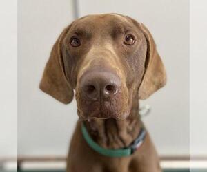 German Shorthaired Weimaraner Dogs for adoption in Kanab, UT, USA