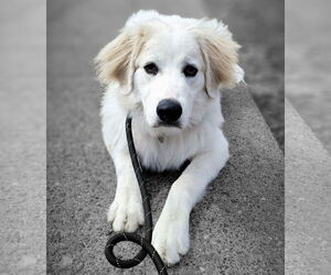 German Shepherd Dog-Great Pyrenees Mix Dogs for adoption in Brooklyn Center, MN, USA