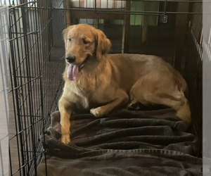 Golden Retriever Dogs for adoption in Brooklyn, NY, USA