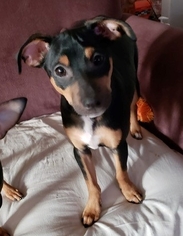 Dachshund Dogs for adoption in Pearland, TX, USA