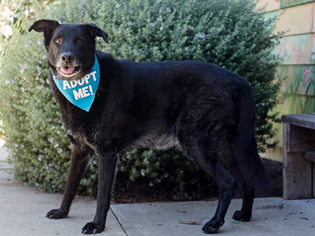 Shepradors Dogs for adoption in Pacific Grove, CA, USA