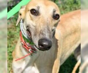 Greyhound Dogs for adoption in Grandville, MI, USA