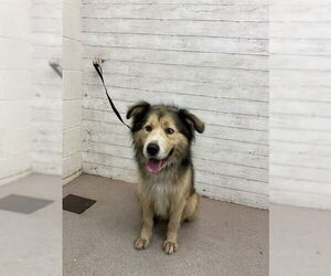 German Shepherd Dog-Unknown Mix Dogs for adoption in San Bernardino, CA, USA