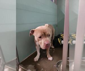 American Pit Bull Terrier Dogs for adoption in Camarillo, CA, USA