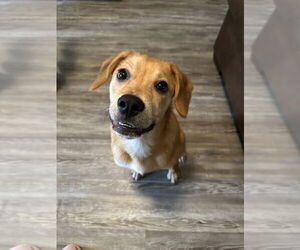 Labrador Retriever-Unknown Mix Dogs for adoption in Brewster, NY, USA