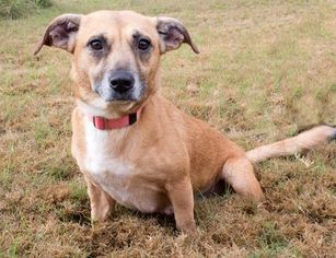 Small Pembroke Welsh Corgi Mix