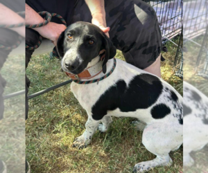 Dachshund-Unknown Mix Dogs for adoption in Cranston, RI, USA